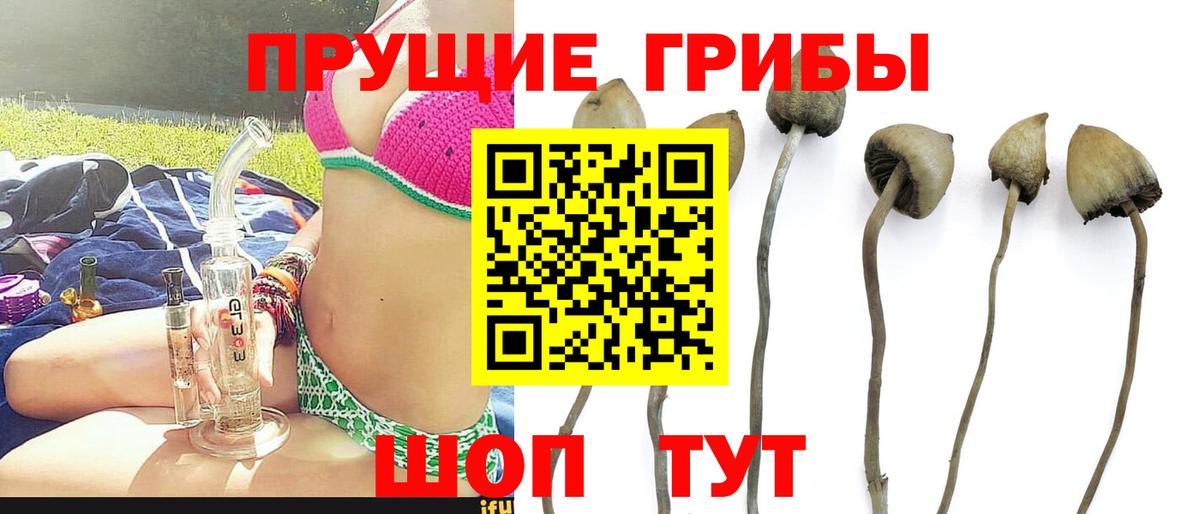 Галлюциногенные грибы Cubensis Асбест